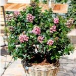 Escallonia Plant – Pink Elle Noble