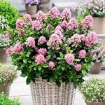 Escallonia laevis Plant – Pink Elle