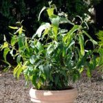 Herb Seeds – Eucalyptus Lemon