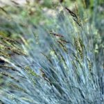 Prairie Seeds – Blue Fescue