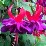 Fuchsia Plants – Giant Double-flowered Trailing Collection