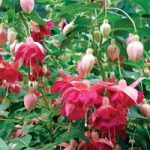 Fuchsia Plant – Garden News