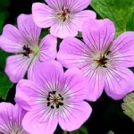 Geranium Plant – Bloomtime