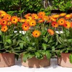 Gerbera Plant – Sweet Sunset