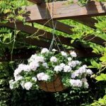 Geranium Great Balls of Fire Plants – White