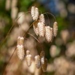 Prairie Seeds – Greater Quaking Grass