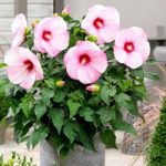 Hibiscus Extreme Plant – Hot Pink