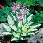 Hosta Plant – Fire and Ice