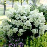 Hydrangea paniculata Plant – Bobo®