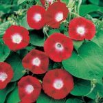 Morning Glory Seeds – Crimson Rambler