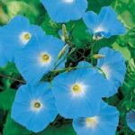 Morning Glory Seeds – Heavenly Blue
