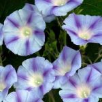 Morning Glory Seeds – Dacapo Light Blue