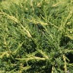 Juniperus pfitzeriana Plant – ‘Gold Coast’
