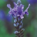 Lavender Seeds – multifida Blue Wonder