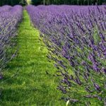 Lavender Plants – Phenomenal