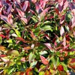 Leucothoe Plant – Scarletta