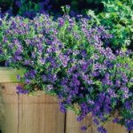 Lithodora Plant – Heavenly Blue