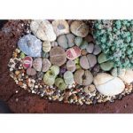 Houseplant Seeds – Lithops (Living Stones) Gem Stones Collection