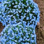 Lobelia Seeds – Cambridge Blue
