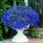 Lobelia Seeds – Sapphire (Blue Basket)