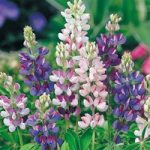 Lupin Pixie Delight