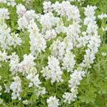 Lupin Seeds – Snow Pixie