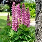 Lupin Plants – Mini Gallery Bi-colour Pink