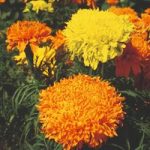 Marigold African Seeds – Fantastic Mix