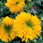 African Marigold Seeds – Mission Giant