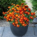 Marigold Plant – Firebird