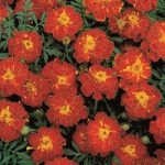 Marigold French Seeds – Red Brocade