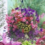 Bumper Basket Super Plug Plants – Collection
