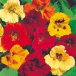 Nasturtium Seeds – Jewel Mix
