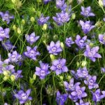 Love-in-a-Mist Seeds – Blue Stars