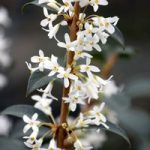 Osmanthus Plant – Burkwoodii