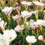Oxalis Bulbs – versicolor