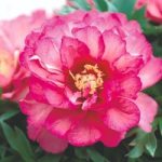 Paeonia Plant – ITOH Julia Rose