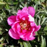 Paeonia ITOH ‘First Arrival’