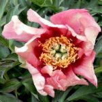 Paeonia Plant – ITOH Old Rose Dandy