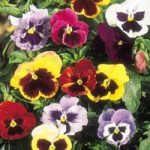 Pansy Seeds – Giant Fancy Mix