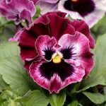 Pansy Seeds – F1 Frizzle Sizzle Raspberry