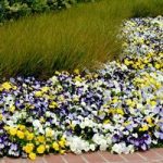 Pansy Plants – Cool Wave Mixed