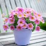 Super Petunia (Beautical) Plants – Sunray Pink