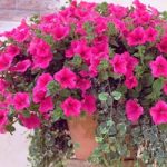 Petunia Surfinia Plants – Hot Pink