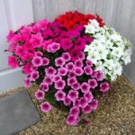 Petunia Surfinia Large Flowered Plants – Mixed