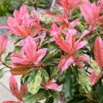 Photinia Plant – Pink Crispy