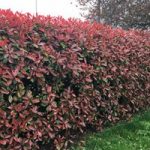 Photinia Red Robin (Red Laurel) Plant – 2L Value Hedging Range