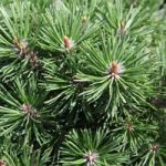 Pinus mugo Plant – ‘Mops’
