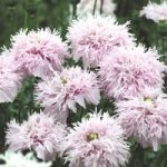 Poppy Seeds – Lilac Pompom