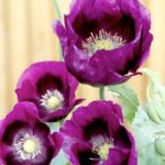 Poppy Seeds – Laurens Grape